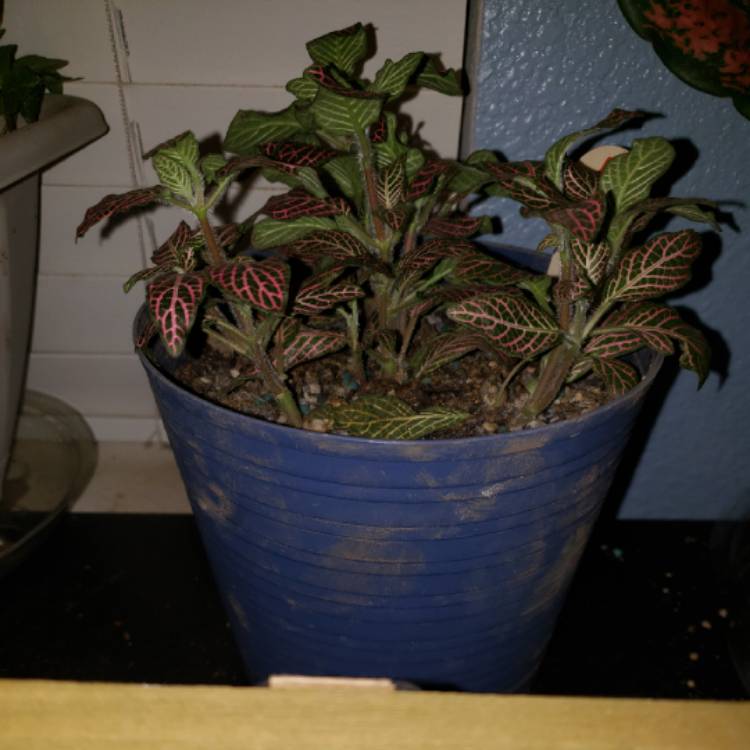Plant image Fittonia Verschaffeltii 'Pink Angel'