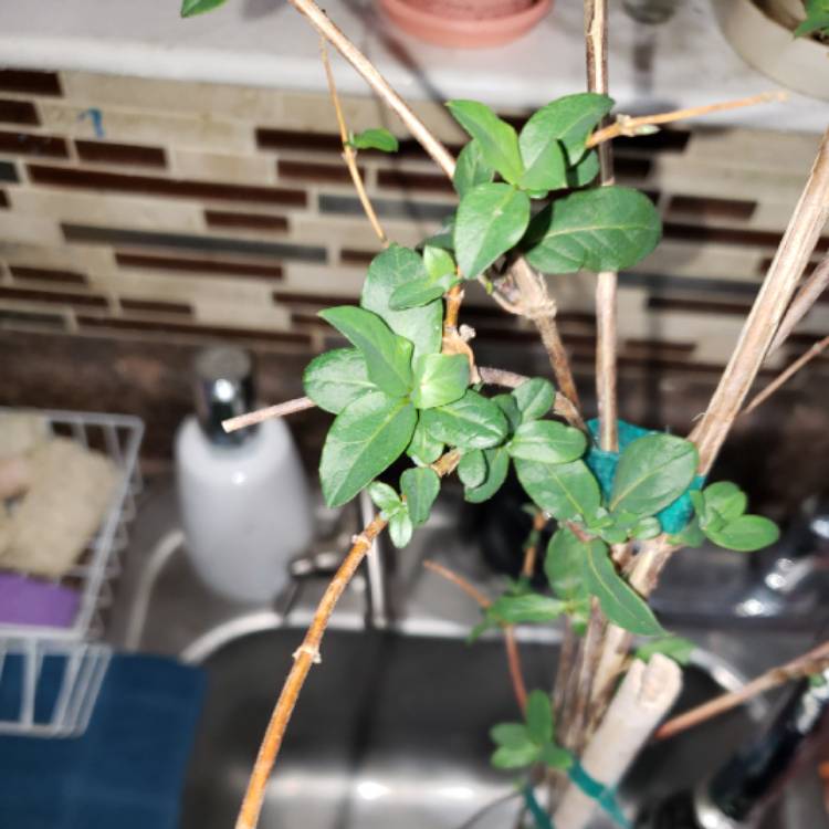 Plant image Lonicera japonica 'Halliana'