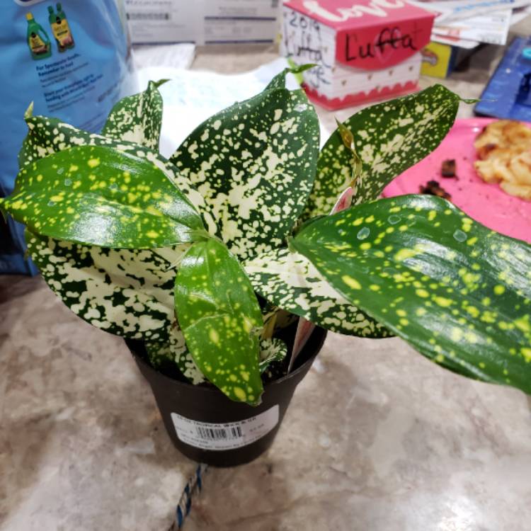 Plant image Dracaena godseffiana syn. D. surculosa 'Florida Beauty'