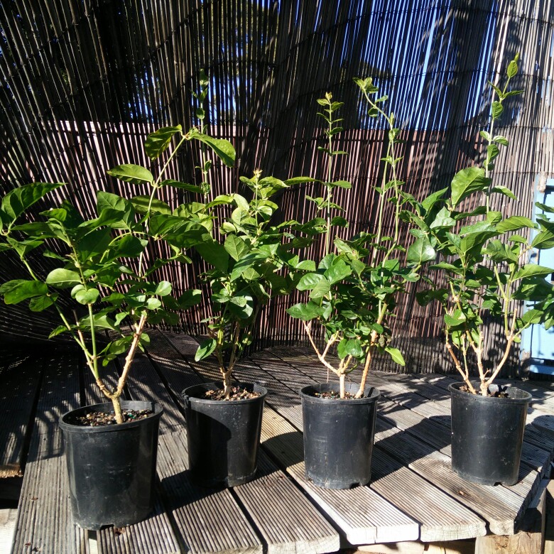 Jasminum sambac