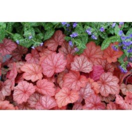 Plant image Heuchera 'Georgia Peach'