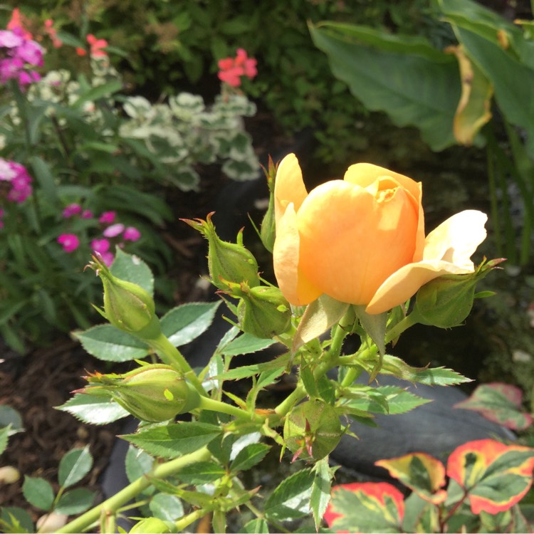 plant image 213443