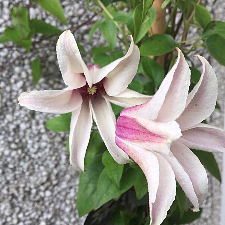 Plant image Clematis texensis 'Princess Kate'