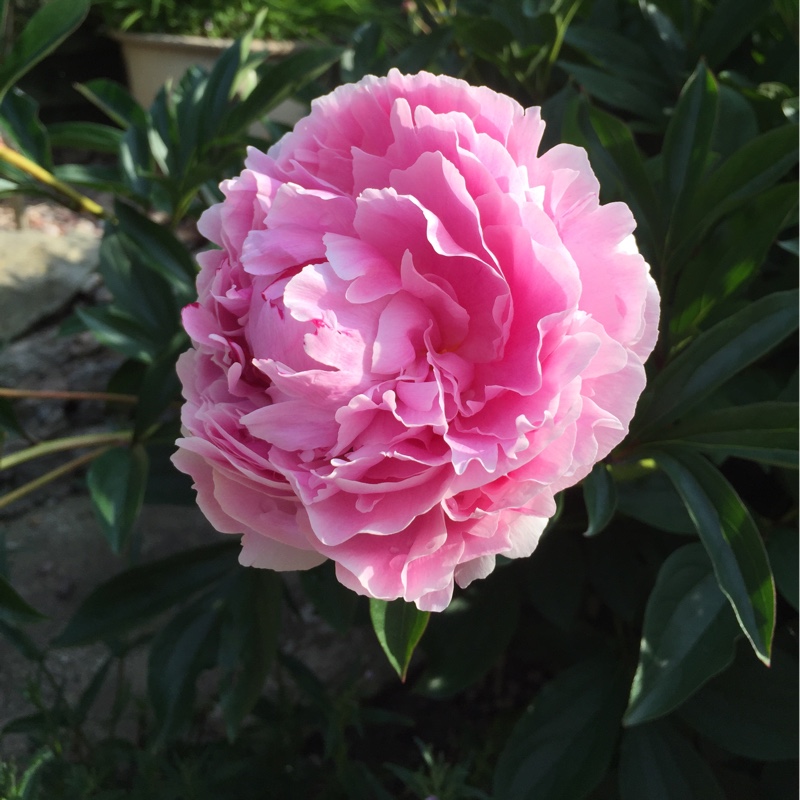 Plant image Paeonia x festiva 'Rosea Plena' syn. Paeonia officinalis 'Rosea Plena', Paeonia 'Old Double Rose'