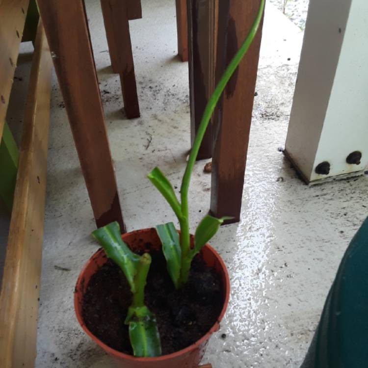 plant image 1114165