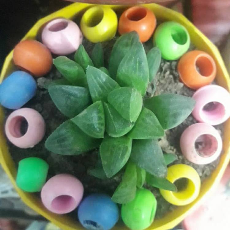 Plant image Haworthia Cooperi var. Neon Light