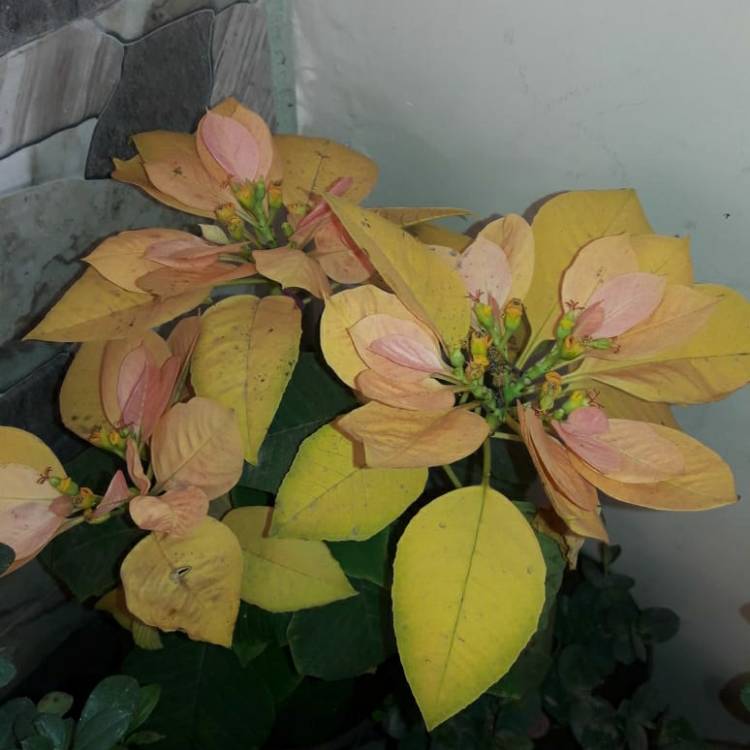 Plant image Euphorbia pulcherrima 'Fislemon' syn. Euphorbia pulcherrima 'Lemon Snow'