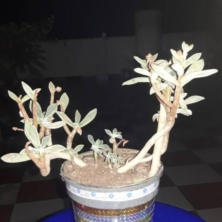 Plant image Kalanchoe Tomentosa Cinnamon