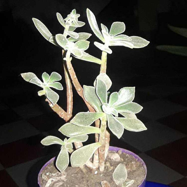 Plant image Kalanchoe Tomentosa Cinnamon