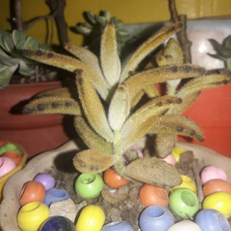 Plant image Kalanchoe tomentosa 'Teddy Bear'