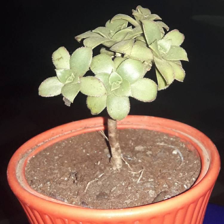 plant image 1378922