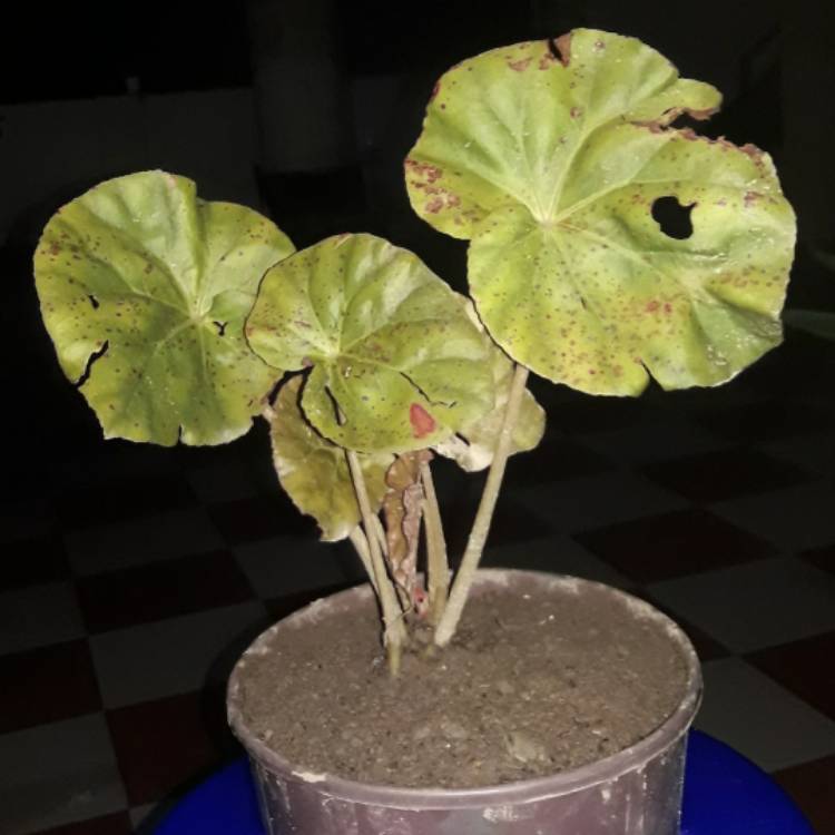 plant image 1378929