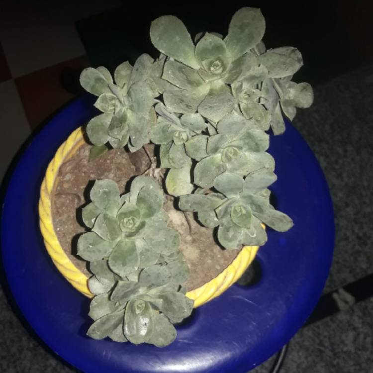 Plant image Aeonium x mascaense Bramwell