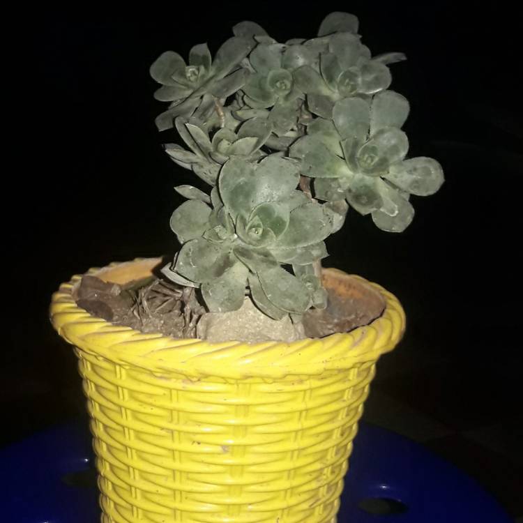 Plant image Aeonium x mascaense Bramwell