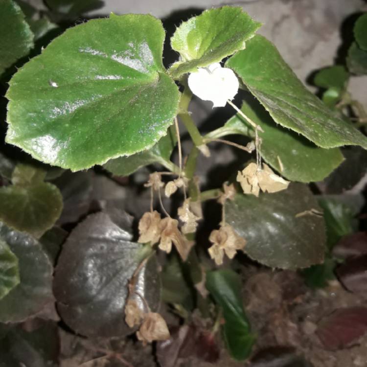 plant image 1378944
