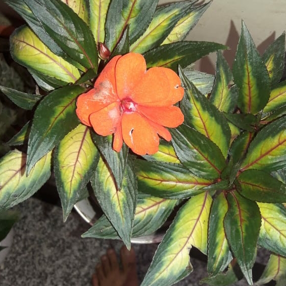 Plant image Impatiens 'SunPatiens® Compact Tropical Rose'
