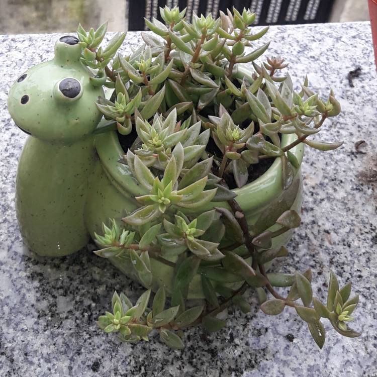 plant image 1379743
