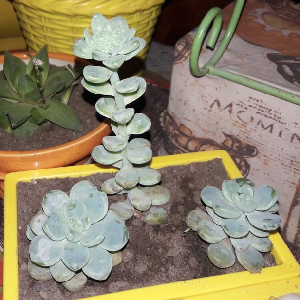 plant image 1387662