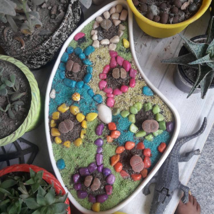 Plant image Lithops Aucampiae C004