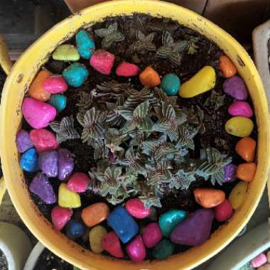 Crassula 'Pagoda Village'
