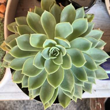Echeveria 'Derosa'