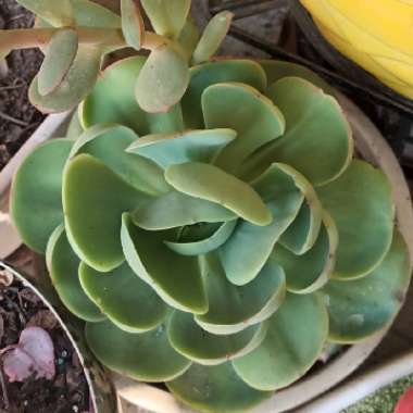 Echeveria 'Mexican Snowball'