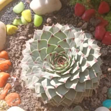 Sempervivum 'Arachnoideum Bascour Silver'