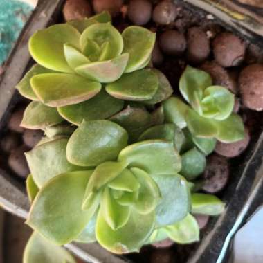Broadleaf Stonecrop