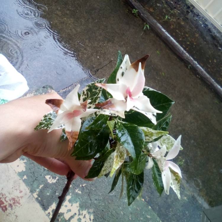 plant image 1231921
