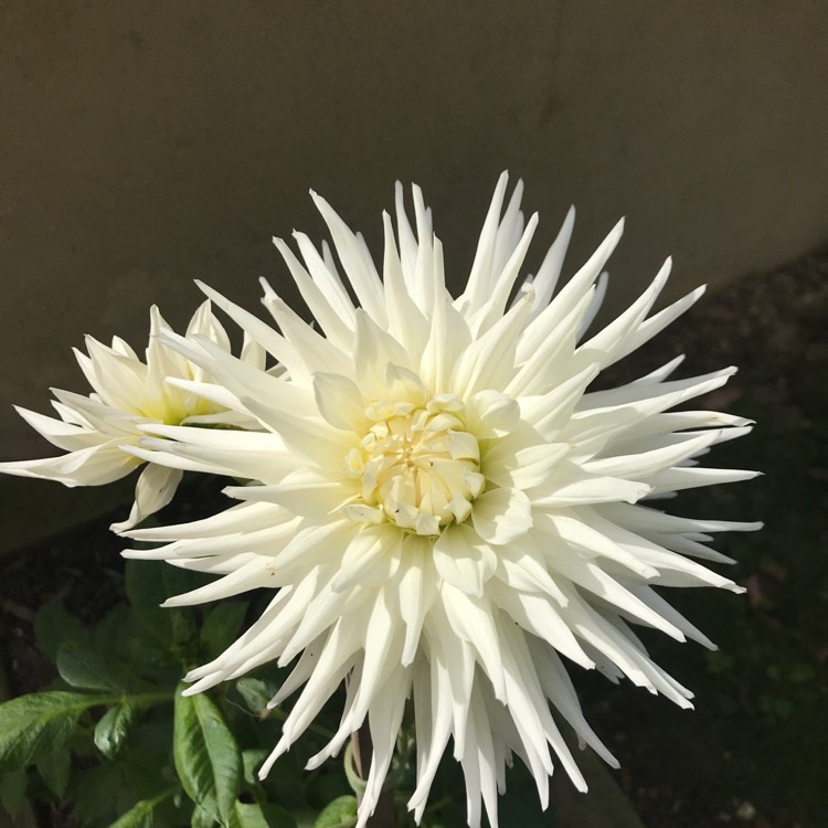 Plant image Dahlia 'My Love'