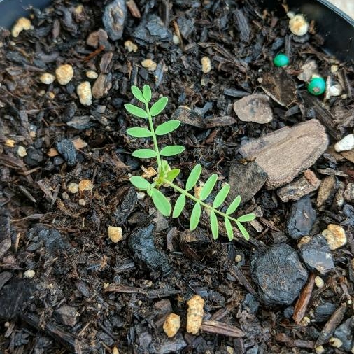 Plant image Mimosa Pigra syn.Mimosa pellita