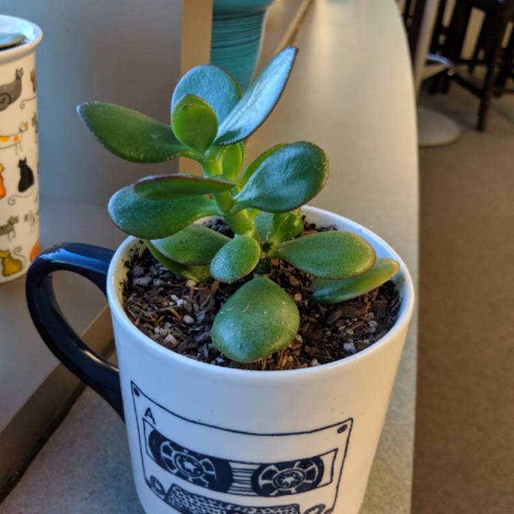 plant image 1148659