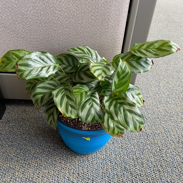plant image 1496241 plant image 1496241