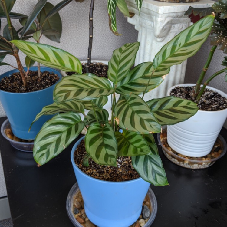 Plant image Calathea Albertii syn. Maranta albertii ; Calathea glaziovii