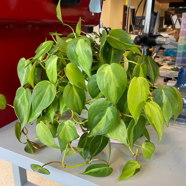 plant image 1537822