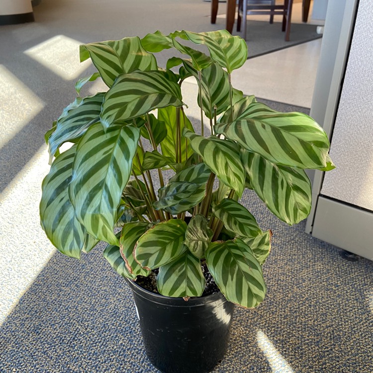 plant image 1560193 plant image 1560193