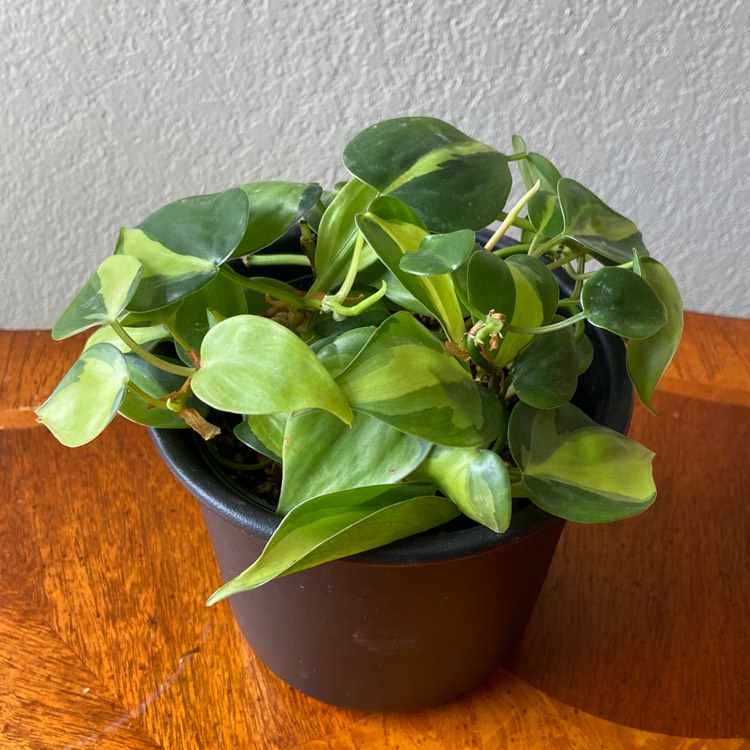 plant image 1596396
