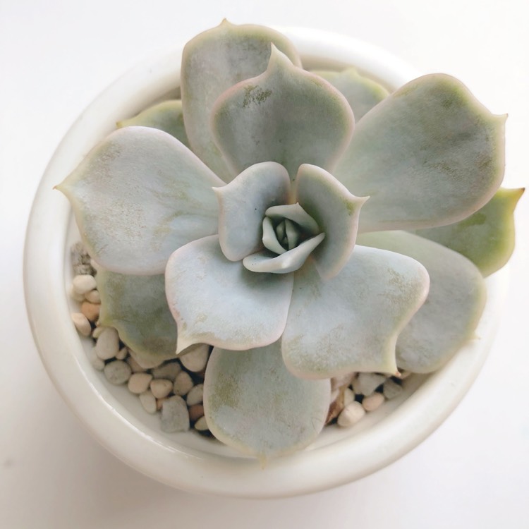 plant image 648146