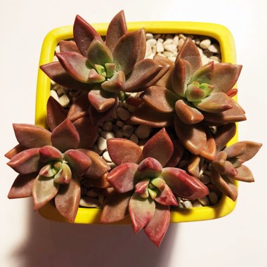 x Graptosedum Bronze