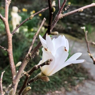 Magnolia stellata