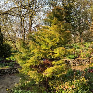 Cryptomeria japonica ‘Elegans'