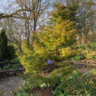 Cryptomeria japonica ‘Elegans'
