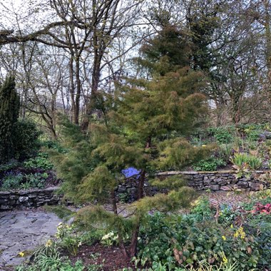 Cryptomeria japonica ‘Elegans'