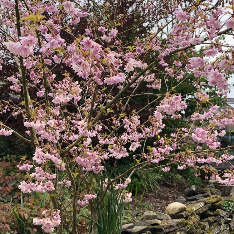plant image 1003721