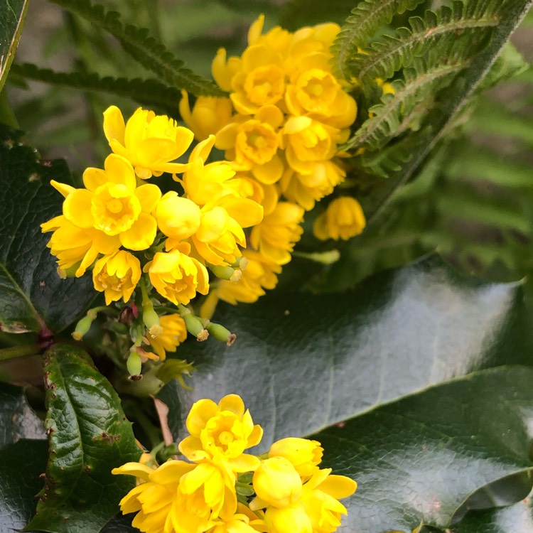 plant image 1006830