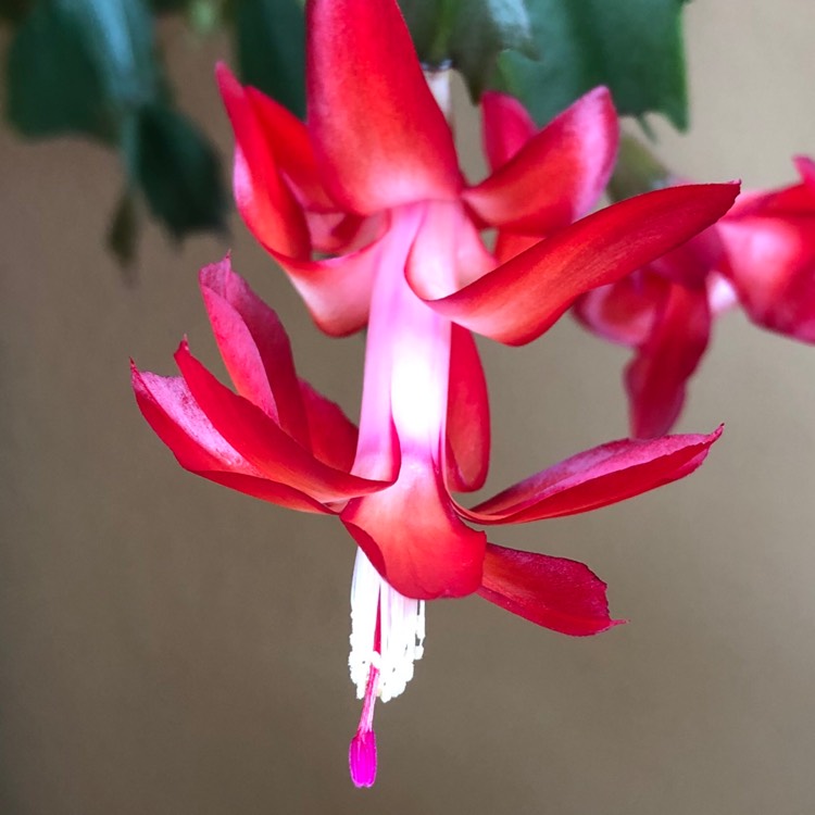 Plant image Schlumbergera truncata