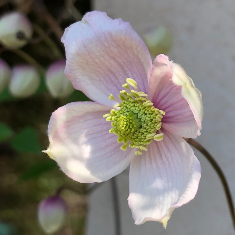 plant image 1014258