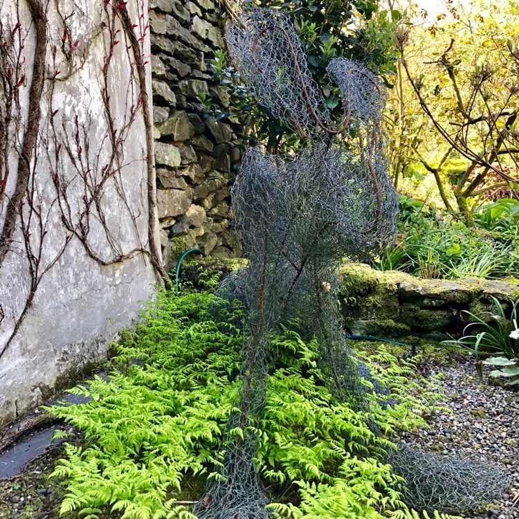 Plant image Gymnocarpium dryopteris 'Plumosum'