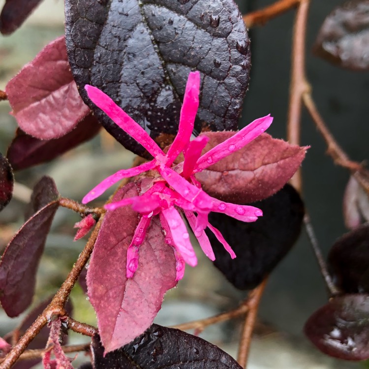 Plant image Loropetalum chinense var. rubrum 'Fire Dance'