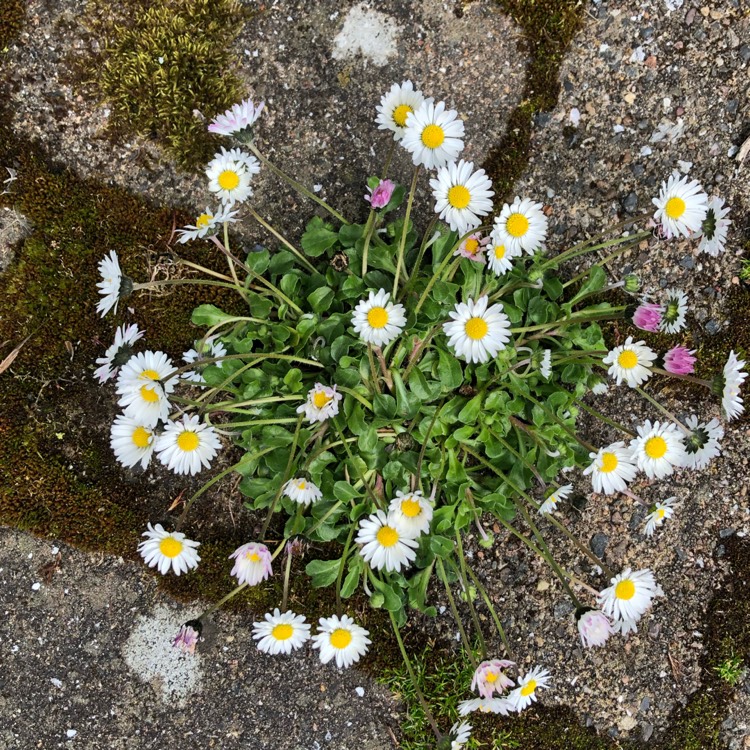 Plant image Bellis perennis